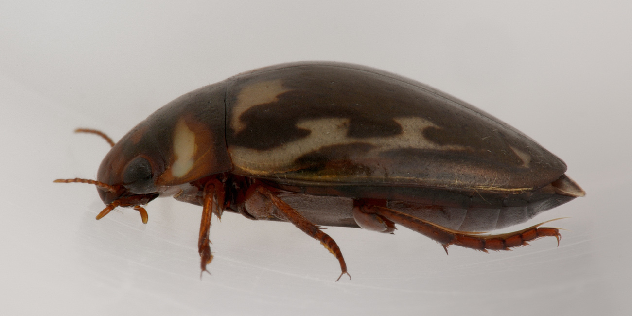 Dytiscidae: Platambus maculatus?  Sì !